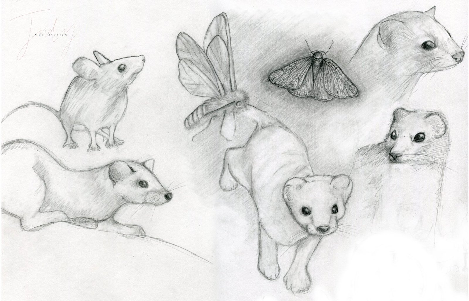 Judy's drawing