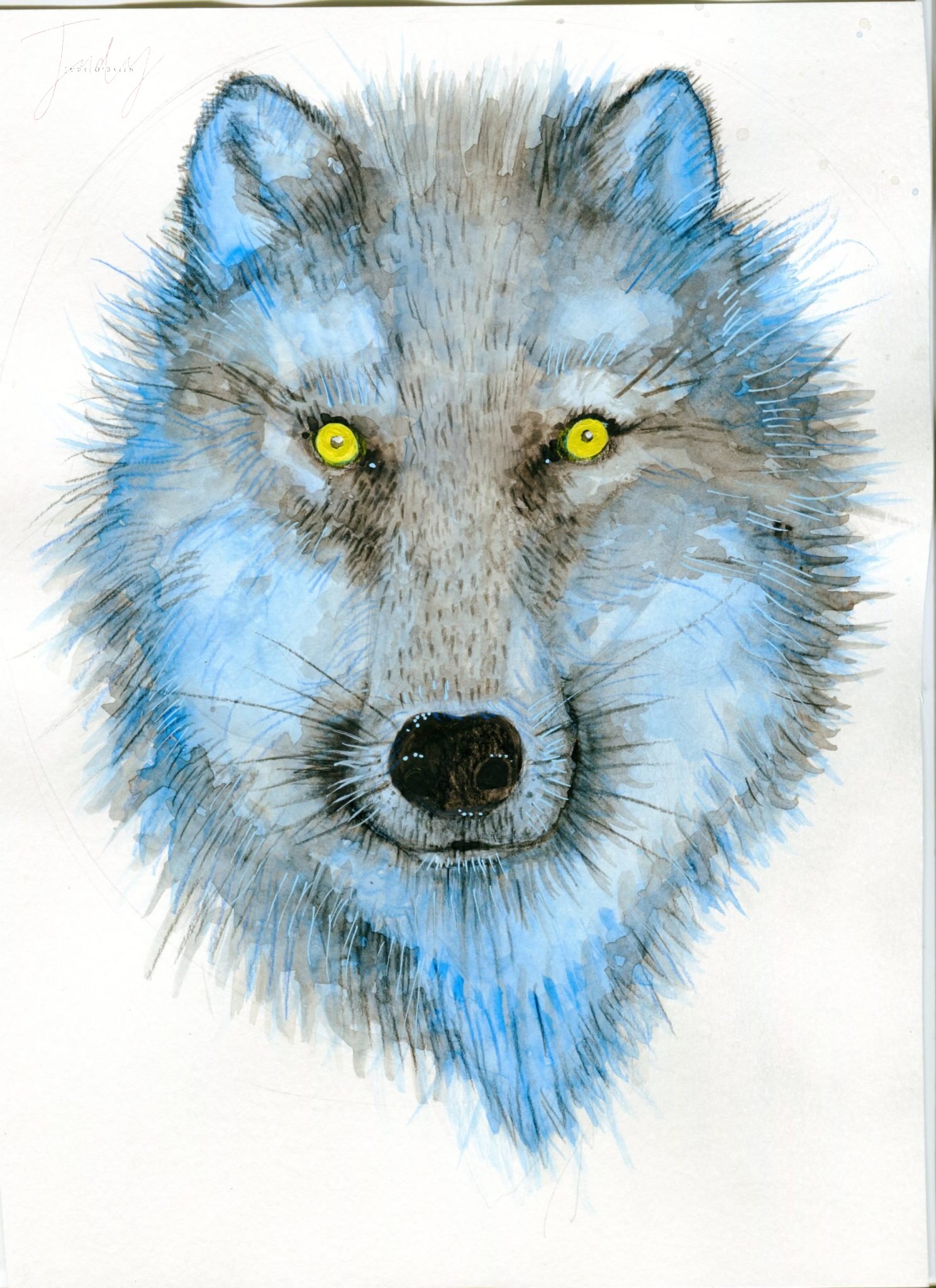 Blue wolf portrait by Judy